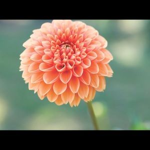 Meet your Posher, Kaylee